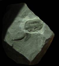 trilobit (geigibole?)