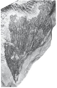 Ukzka: <i>Callograptus janae</i>, vka obrzku asi 10 cm [1]