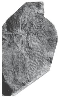 Ukzka: <i>Callograptus janae</i>, vka obrzku asi 6 cm [1]