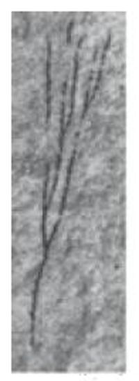 Ukzka: <i>Dendrograptus mergli</i>, vka obrzku asi 1.5 cm [1]