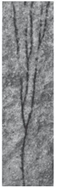 Ukzka: <i>Dendrograptus mergli</i>, vka obrzku asi 4.5 cm [1]